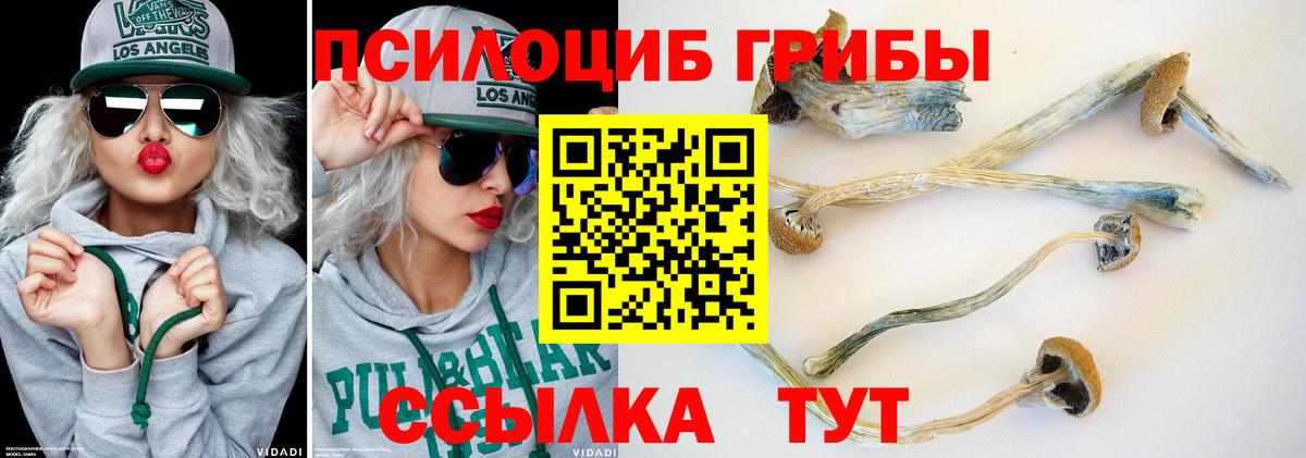 Галлюциногенные грибы Psilocybe Большой Камень
